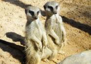 Erdmaennchen Loro Parque