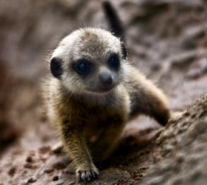 Erdmnnchen im Loro Parque Teneriffa 2012