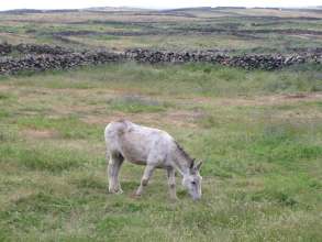 Esel, Tiere auf El Hierro