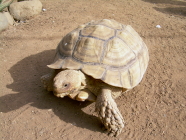 Schildkrte Animal Park Exotic Park