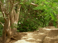 Vegetation im Exotic Park