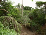 Amazonia Pflanzen Exotic Park