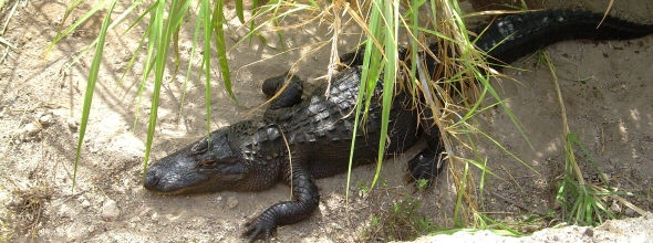 Teneriffa Exotic Park Animal Park