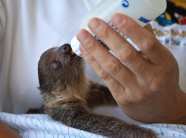 Falultier-Baby im Loro Parque