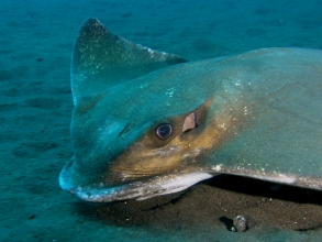 Fische Kanaren Cenro Buceo Gigantes 3