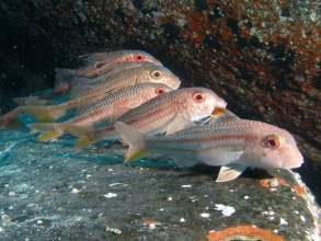 Fische Kanaren Cenro Buceo Gigantes 4