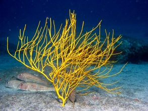 Fische Kanaren Cenro Buceo Gigantes 7