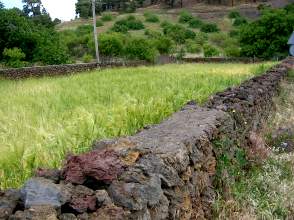 Getreidefeld in El Pinar El Hierro