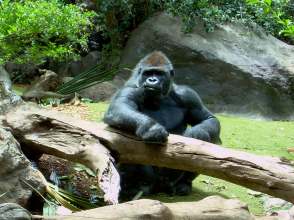 Gorilla im Loro Parque