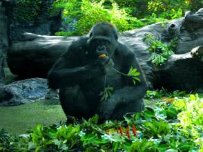 Gorilla im Loro Parque Teneriffa