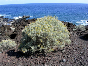 el hierro embarcadero orchilla 5