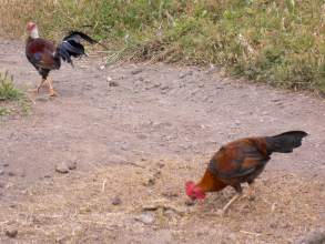 Huhn und Hahn El Hierro