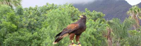 jungle park teneriffa greifvogel