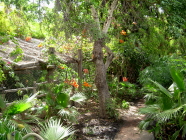 jungle park teneriffa vegetation