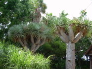 jungle park teneriffa vegetation