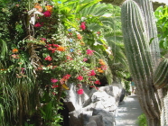 jungle park teneriffa kaktus
