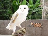 jungle park teneriffa weisse Eule