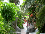 jungle park teneriffa vegetation 4