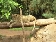 jungle park teneriffa Tiger