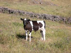 Kalb auf Wiese auf El Hierro