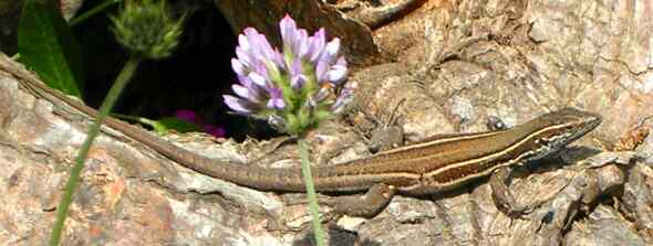 Eidechse auf der Lauer nach Insekten, Kanaren