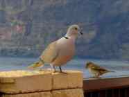 Taube Vogel Teneriffa Kanaren