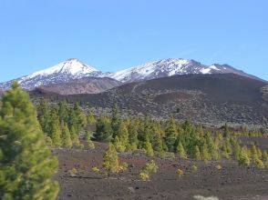 Kiefernwald auf Teneriffa