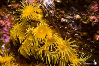 Krustenanemone Daivoon Tauchen Lanzarote