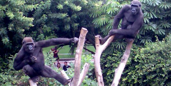 Leo y Alladin im Loro Parque-Teneriffa-Kanaren