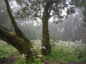 Lorbeerwald auf den Kanaren