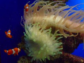 Clownfische im Aquarium vom Loro Parque