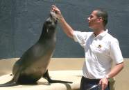 Ftterung von Seelwen im Loro Parque