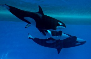 Loro Parque Orcas Teneriffa