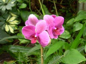 Loro Parque Orchideen