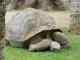 Schildkrten Teneriffa im Loro Parque