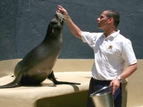 Fttrung von Seelwen im Loro Parque