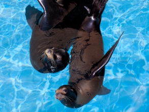 Spielende seelwen im loro parque auf teneriffa