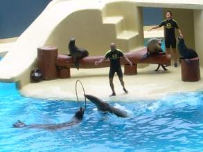 Loro Parque Seelwen