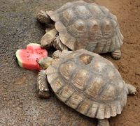 Loro Parque Valentinstag