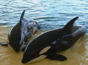 Loro Parque zwei Orcas