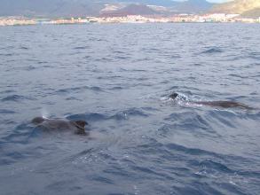 Los Cristianos Delfine Teneriffa Kanaren