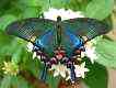 Mariposario Teneriffa ed