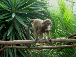 Monkey Park Teneriffa