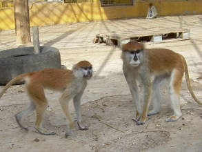 Monkey Park Affenarten