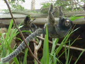 Monkey Park Teneriffa Affen am Gitter