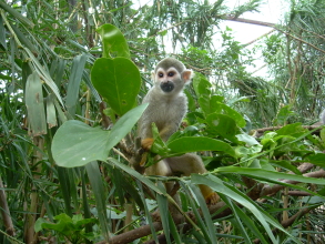 Monkey Park Affe in der vegetation