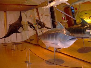 Museum Natur Mensch Fische Teneriffa