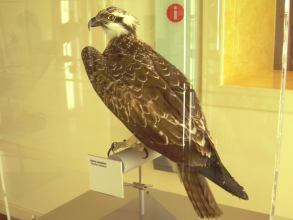 Museum Natur Mensch Vgel Teneriffa 4