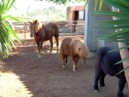 Oasis Valle Teneriffa  Pferde