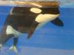 Orca-Geburt-Loro Parque